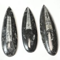 Orthoceras ~10-13cm Marokkó, Devon kor