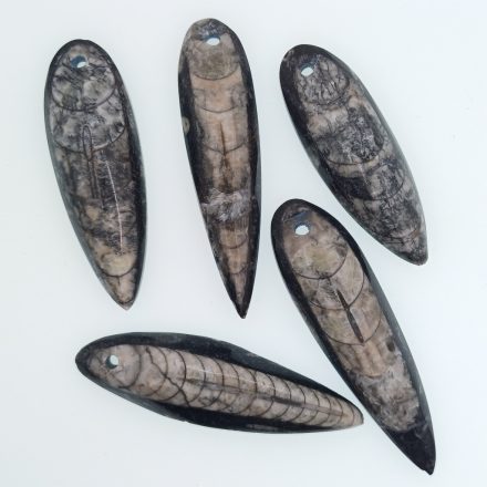 Orthoceras Medál ~55-70x17-20mm Marokkó, Devon kor