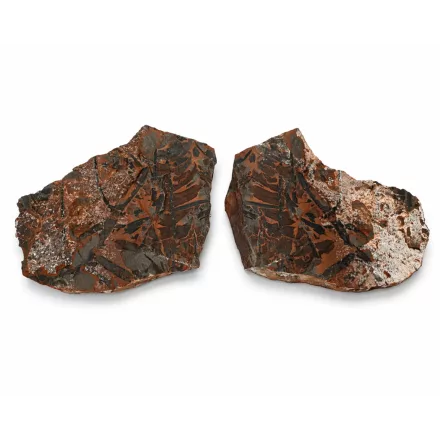 Megkövesedett Páfránylevél Lenyomat Fosszília Egész Kőzetben (1) ~160x130x40mm Pécs Magyarország Jura Kor