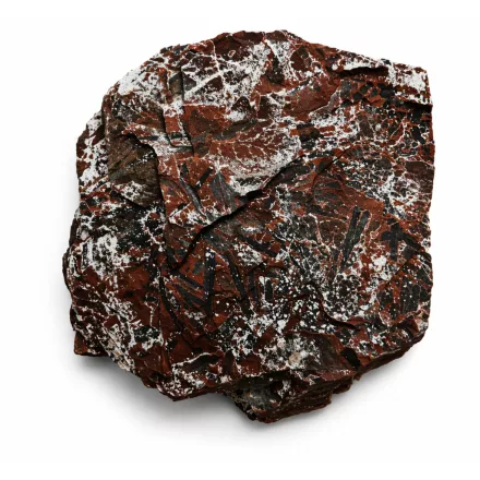 Megkövesedett Páfránylevél Lenyomat Fosszília Kőzetben (10) ~150x160x40mm Pécs Magyarország Jura Kor