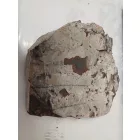 Megkövesedett Páfránylevél Lenyomat Fosszília Kőzetben (10) ~150x160x40mm Pécs Magyarország Jura Kor