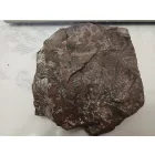 Megkövesedett Páfránylevél Lenyomat Fosszília Kőzetben (10) ~150x160x40mm Pécs Magyarország Jura Kor