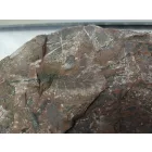 Megkövesedett Páfránylevél Lenyomat Fosszília Kőzetben (10) ~150x160x40mm Pécs Magyarország Jura Kor