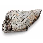 Megkövesedett Páfránylevél Lenyomat Fosszília Kőzetben (11) ~220x100x40mm Pécs Magyarország Jura Kor