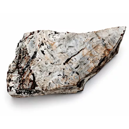 Megkövesedett Páfránylevél Lenyomat Fosszília Kőzetben (11) ~220x100x40mm Pécs Magyarország Jura Kor