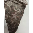 Megkövesedett Páfránylevél Lenyomat Fosszília Kőzetben (11) ~220x100x40mm Pécs Magyarország Jura Kor