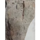 Megkövesedett Páfránylevél Lenyomat Fosszília Kőzetben (11) ~220x100x40mm Pécs Magyarország Jura Kor