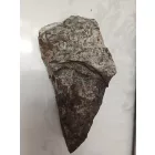 Megkövesedett Páfránylevél Lenyomat Fosszília Kőzetben (11) ~220x100x40mm Pécs Magyarország Jura Kor