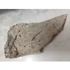 Megkövesedett Páfránylevél Lenyomat Fosszília Kőzetben (11) ~220x100x40mm Pécs Magyarország Jura Kor