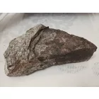 Megkövesedett Páfránylevél Lenyomat Fosszília Kőzetben (11) ~220x100x40mm Pécs Magyarország Jura Kor