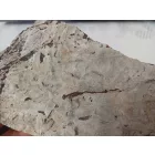 Megkövesedett Páfránylevél Lenyomat Fosszília Kőzetben (11) ~220x100x40mm Pécs Magyarország Jura Kor