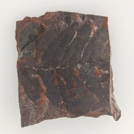   Megkövesedett Páfránylevél Lenyomat Fosszília Kőzetben (12) ~42x52x12mm Pécs Magyarország Jura Kor