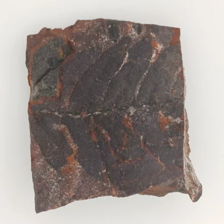 Megkövesedett Páfránylevél Lenyomat Fosszília Kőzetben (12) ~42x52x12mm Pécs Magyarország Jura Kor