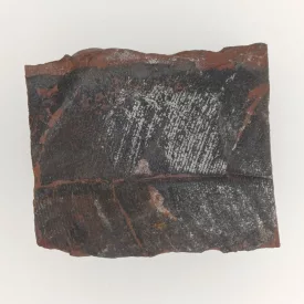   Megkövesedett Páfránylevél Lenyomat Fosszília Kőzetben (13) ~45x34x20mm Pécs Magyarország Jura Kor