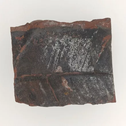 Megkövesedett Páfránylevél Lenyomat Fosszília Kőzetben (13) ~45x34x20mm Pécs Magyarország Jura Kor