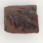 Megkövesedett Páfránylevél Lenyomat Fosszília Kőzetben (13) ~45x34x20mm Pécs Magyarország Jura Kor