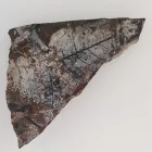 Megkövesedett Páfránylevél Lenyomat Fosszília Kőzetben (14) ~88x50x15mm Pécs Magyarország Jura Kor