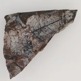   Megkövesedett Páfránylevél Lenyomat Fosszília Kőzetben (14) ~88x50x15mm Pécs Magyarország Jura Kor