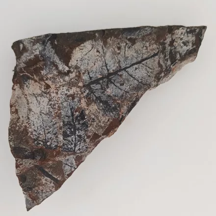 Megkövesedett Páfránylevél Lenyomat Fosszília Kőzetben (14) ~88x50x15mm Pécs Magyarország Jura Kor