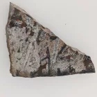 Megkövesedett Páfránylevél Lenyomat Fosszília Kőzetben (14) ~88x50x15mm Pécs Magyarország Jura Kor