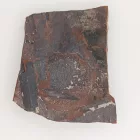 Megkövesedett Páfránylevél Lenyomat Fosszília Kőzetben (15) ~70x56x7mm Pécs Magyarország Jura Kor