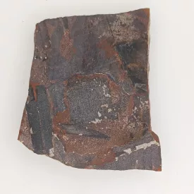   Megkövesedett Páfránylevél Lenyomat Fosszília Kőzetben (15) ~70x56x7mm Pécs Magyarország Jura Kor