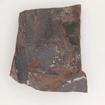 Megkövesedett Páfránylevél Lenyomat Fosszília Kőzetben (15) ~70x56x7mm Pécs Magyarország Jura Kor