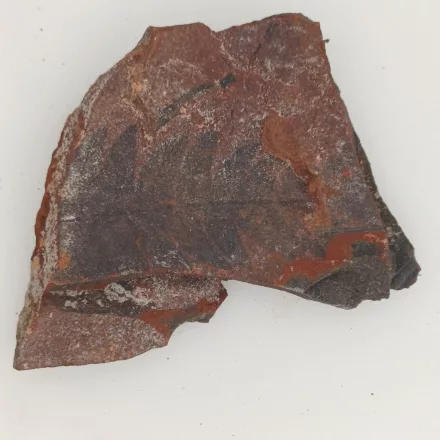 Megkövesedett Páfránylevél Lenyomat Fosszília Kőzetben (16) ~60x50x7mm Pécs Magyarország Jura Kor