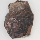 Megkövesedett Páfránylevél Lenyomat Fosszília Kőzetben (17) ~90x72x12mm Pécs Magyarország Jura Kor