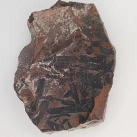   Megkövesedett Páfránylevél Lenyomat Fosszília Kőzetben (17) ~90x72x12mm Pécs Magyarország Jura Kor