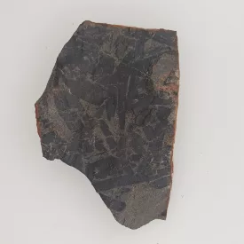   Megkövesedett Páfránylevél Lenyomat Fosszília Kőzetben (18) ~78x55x12mm Pécs Magyarország Jura Kor