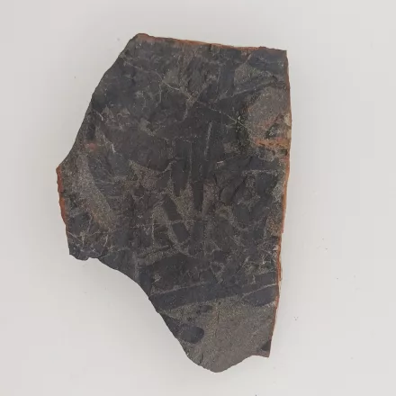 Megkövesedett Páfránylevél Lenyomat Fosszília Kőzetben (18) ~78x55x12mm Pécs Magyarország Jura Kor