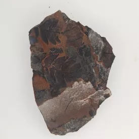   Megkövesedett Páfránylevél Lenyomat Fosszília Kőzetben (19) ~66x45x16mm Pécs Magyarország Jura Kor