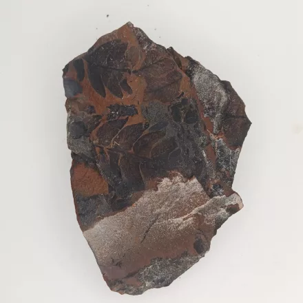 Megkövesedett Páfránylevél Lenyomat Fosszília Kőzetben (19) ~66x45x16mm Pécs Magyarország Jura Kor