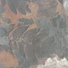 Megkövesedett Páfránylevél Lenyomat Fosszília Kőzetben (19) ~66x45x16mm Pécs Magyarország Jura Kor