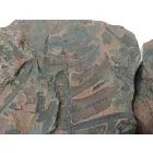 Megkövesedett Páfránylevél Lenyomat Fosszília Egész Kőzetben (1) ~160x130x40mm Pécs Magyarország Jura Kor