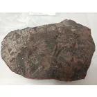 Megkövesedett Páfránylevél Lenyomat Fosszília Egész Kőzetben (1) ~160x130x40mm Pécs Magyarország Jura Kor