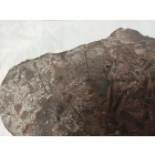 Megkövesedett Páfránylevél Lenyomat Fosszília Egész Kőzetben (1) ~160x130x40mm Pécs Magyarország Jura Kor