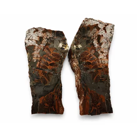 Megkövesedett Páfránylevél Lenyomat Fosszília Egész Kőzetben (2) ~190x90x40mm Pécs Magyarország Jura Kor