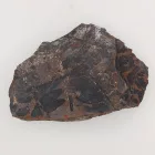 Megkövesedett Páfránylevél Lenyomat Fosszília Kőzetben (20) ~98x67x17mm Pécs Magyarország Jura Kor