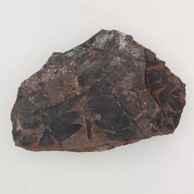   Megkövesedett Páfránylevél Lenyomat Fosszília Kőzetben (20) ~98x67x17mm Pécs Magyarország Jura Kor