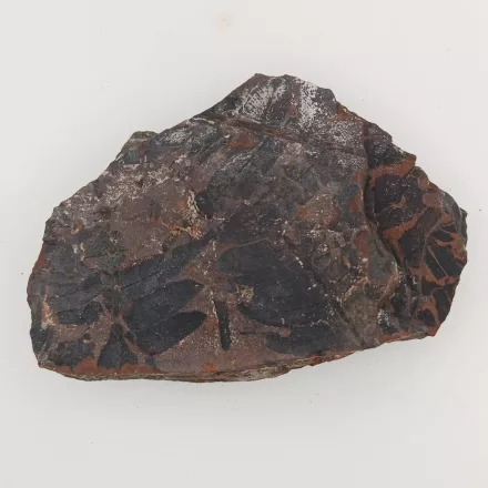 Megkövesedett Páfránylevél Lenyomat Fosszília Kőzetben (20) ~98x67x17mm Pécs Magyarország Jura Kor