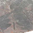 Megkövesedett Páfránylevél Lenyomat Fosszília Kőzetben (20) ~98x67x17mm Pécs Magyarország Jura Kor