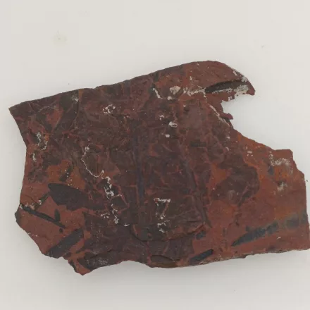 Megkövesedett Páfránylevél Lenyomat Fosszília Kőzetben (21) ~70x50x5mm Pécs Magyarország Jura Kor