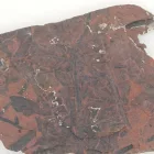 Megkövesedett Páfránylevél Lenyomat Fosszília Kőzetben (21) ~70x50x5mm Pécs Magyarország Jura Kor