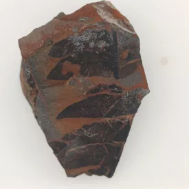   Megkövesedett Páfránylevél Lenyomat Fosszília Kőzetben (23) ~60x41x26mm Pécs Magyarország Jura Kor