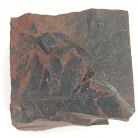   Megkövesedett Páfránylevél Lenyomat Fosszília Kőzetben (24) ~51x47x45mm Pécs Magyarország Jura Kor