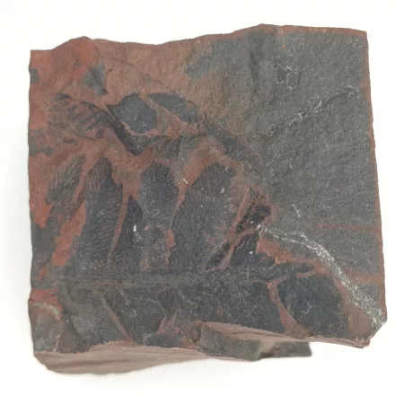 Megkövesedett Páfránylevél Lenyomat Fosszília Kőzetben (24) ~51x47x45mm Pécs Magyarország Jura Kor