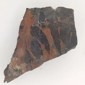   Megkövesedett Páfránylevél Lenyomat Fosszília Kőzetben (25) ~77x63x31mm Pécs Magyarország Jura Kor