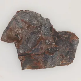   Megkövesedett Páfránylevél Lenyomat Fosszília Kőzetben (26) ~91x70x7mm Pécs Magyarország Jura Kor